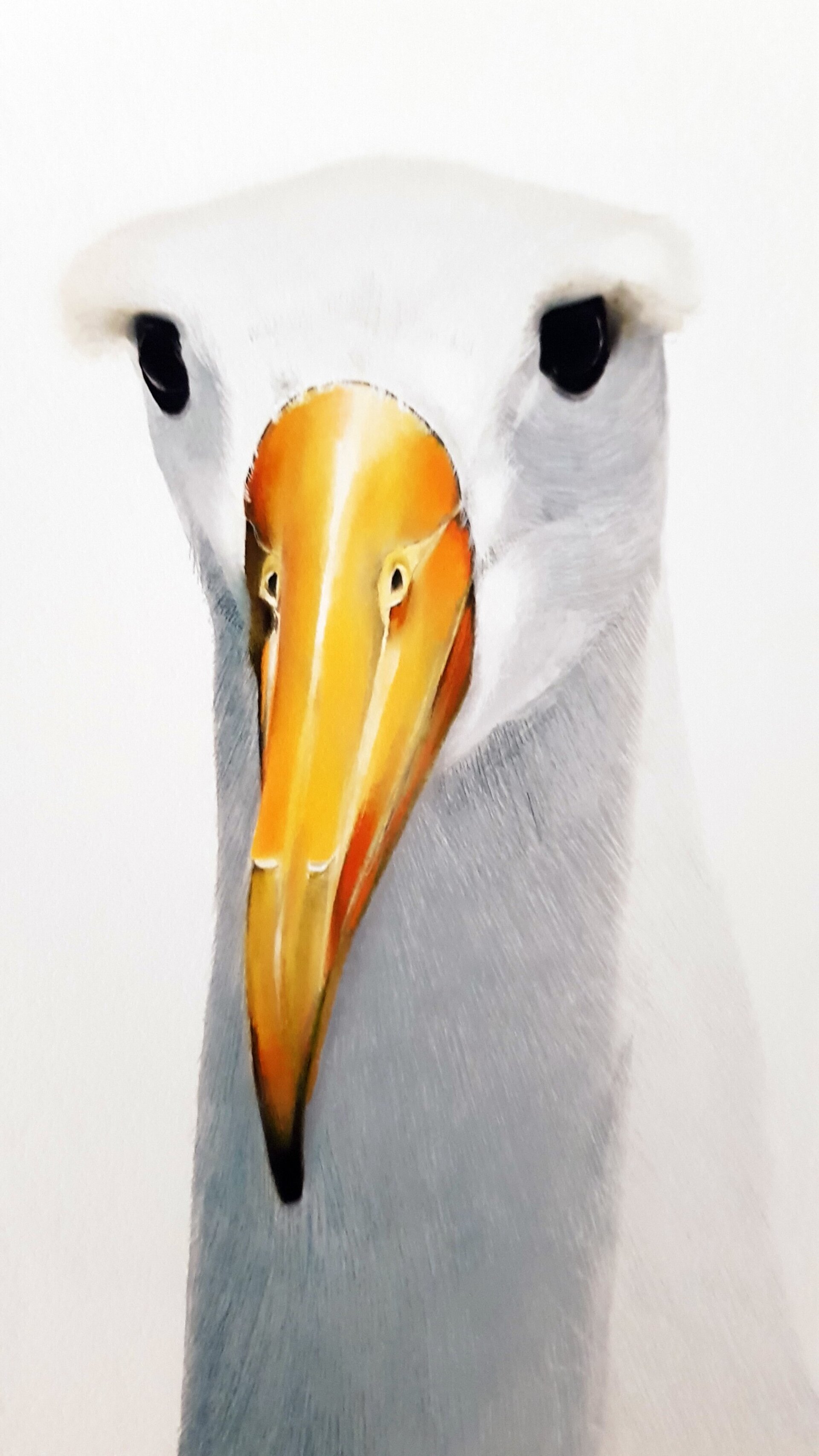 Print ALBATROS - 4