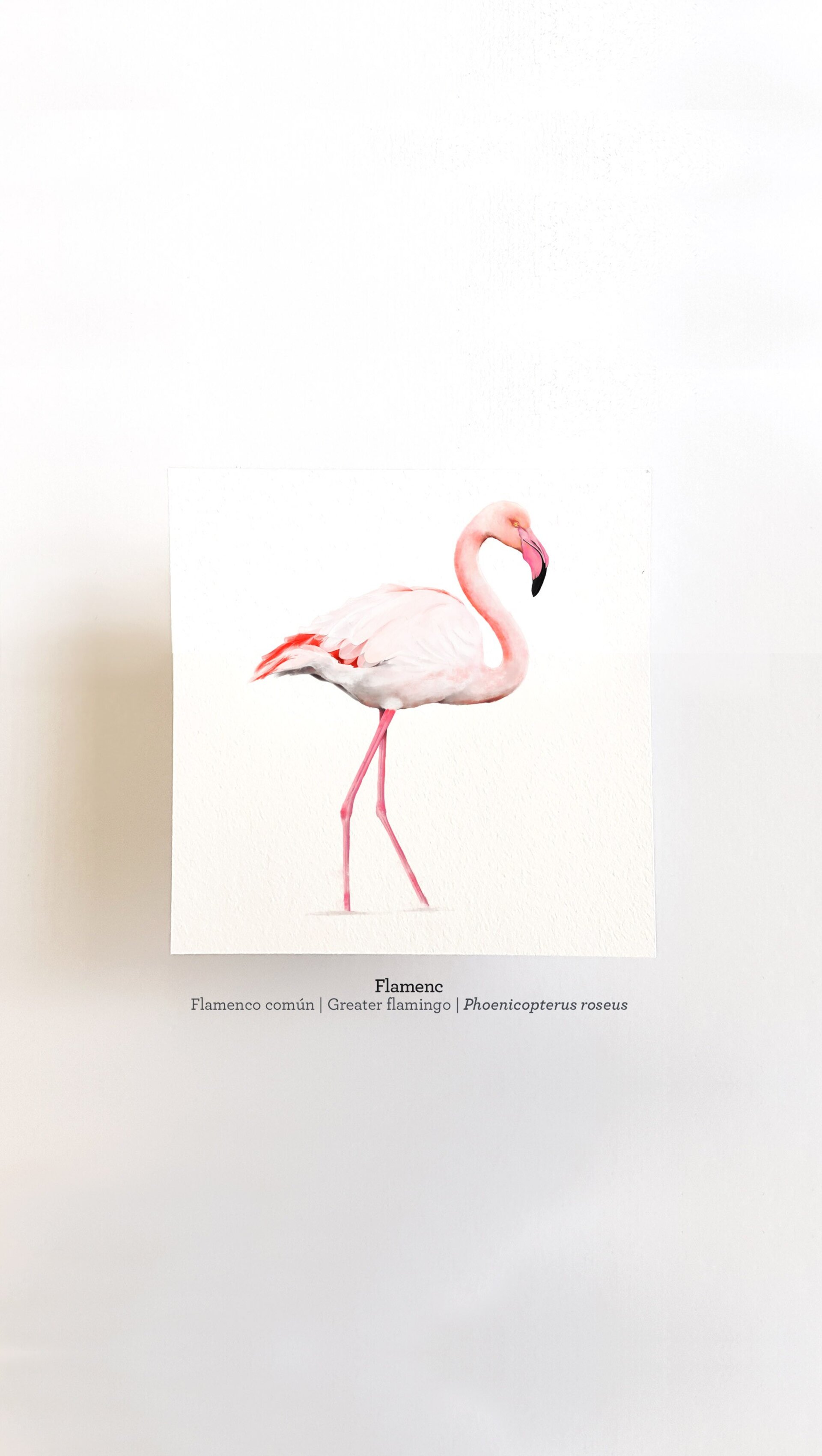 Print FLAMENC - 6