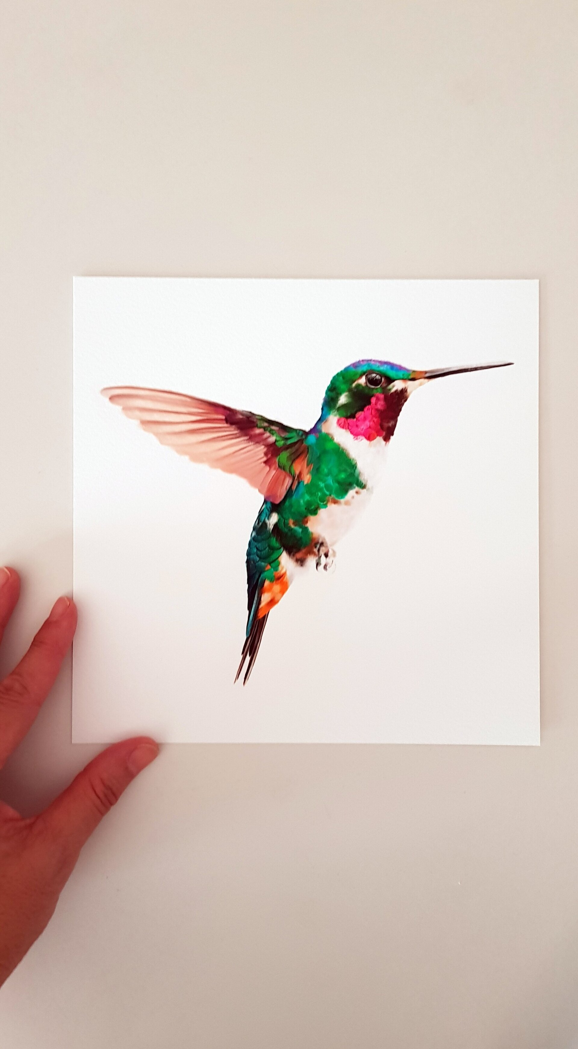 Print COLIBRÍ (Edició limitada) - 4