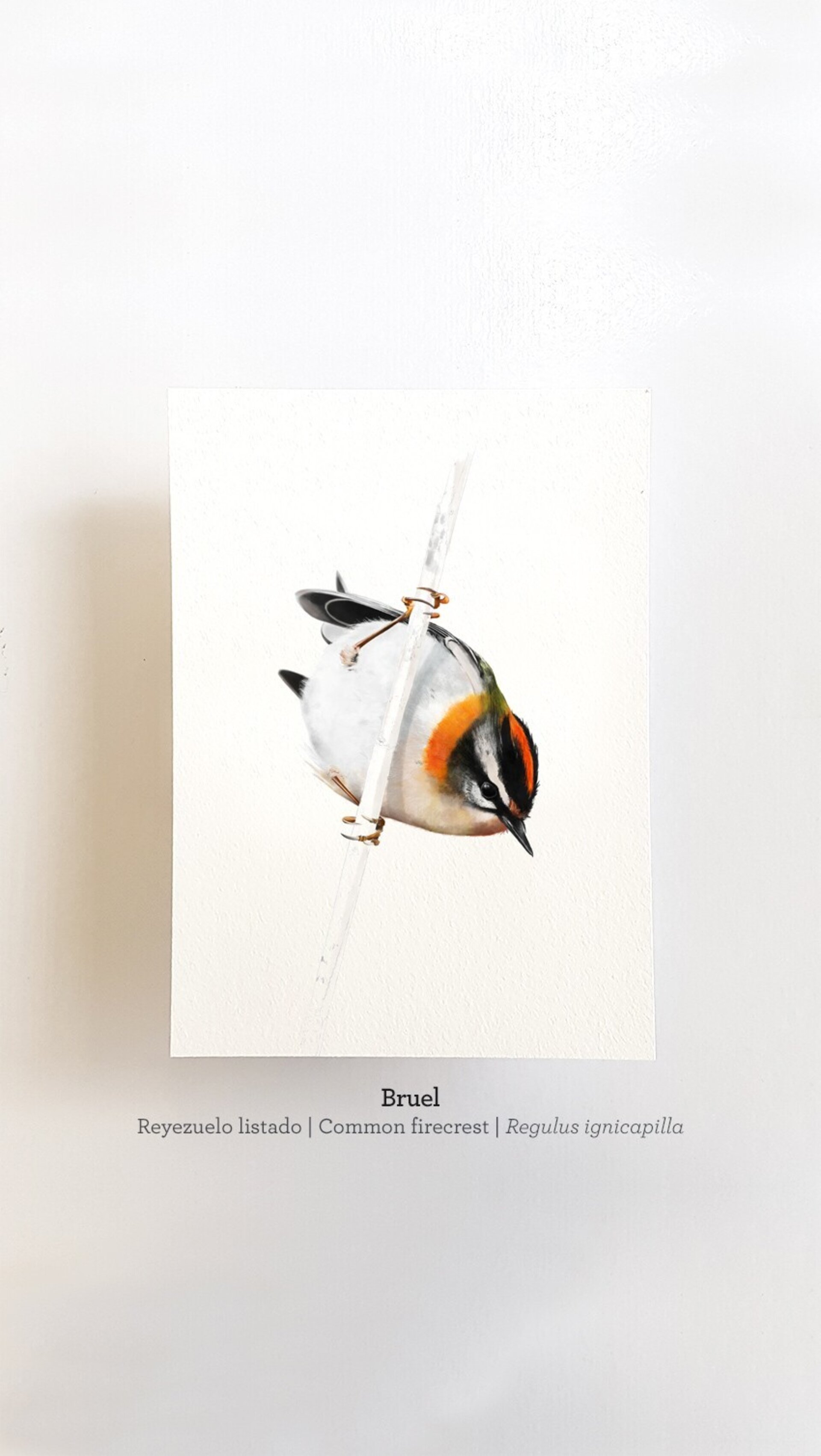 Print BRUEL - 1