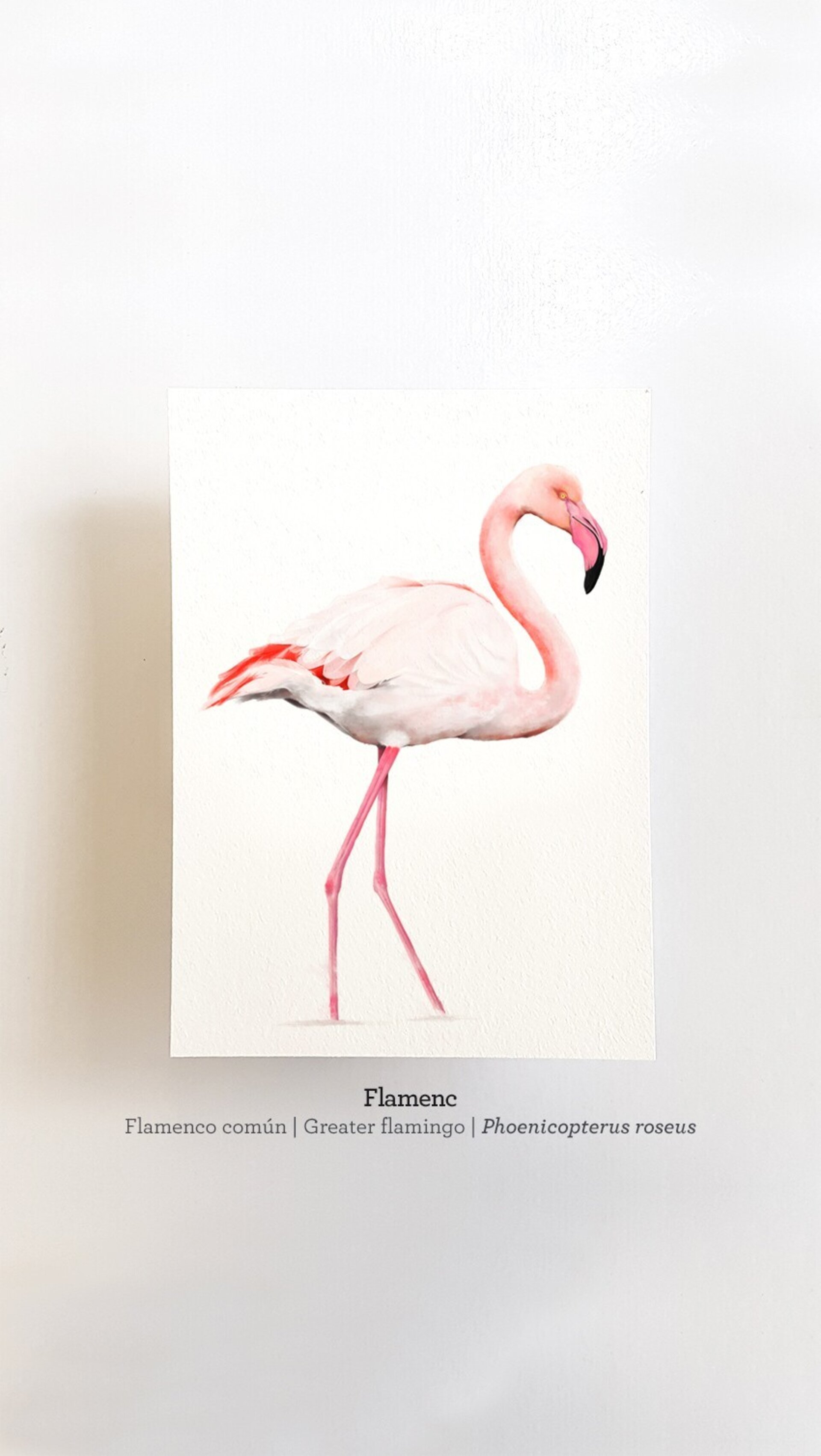 Print FLAMENC - 1