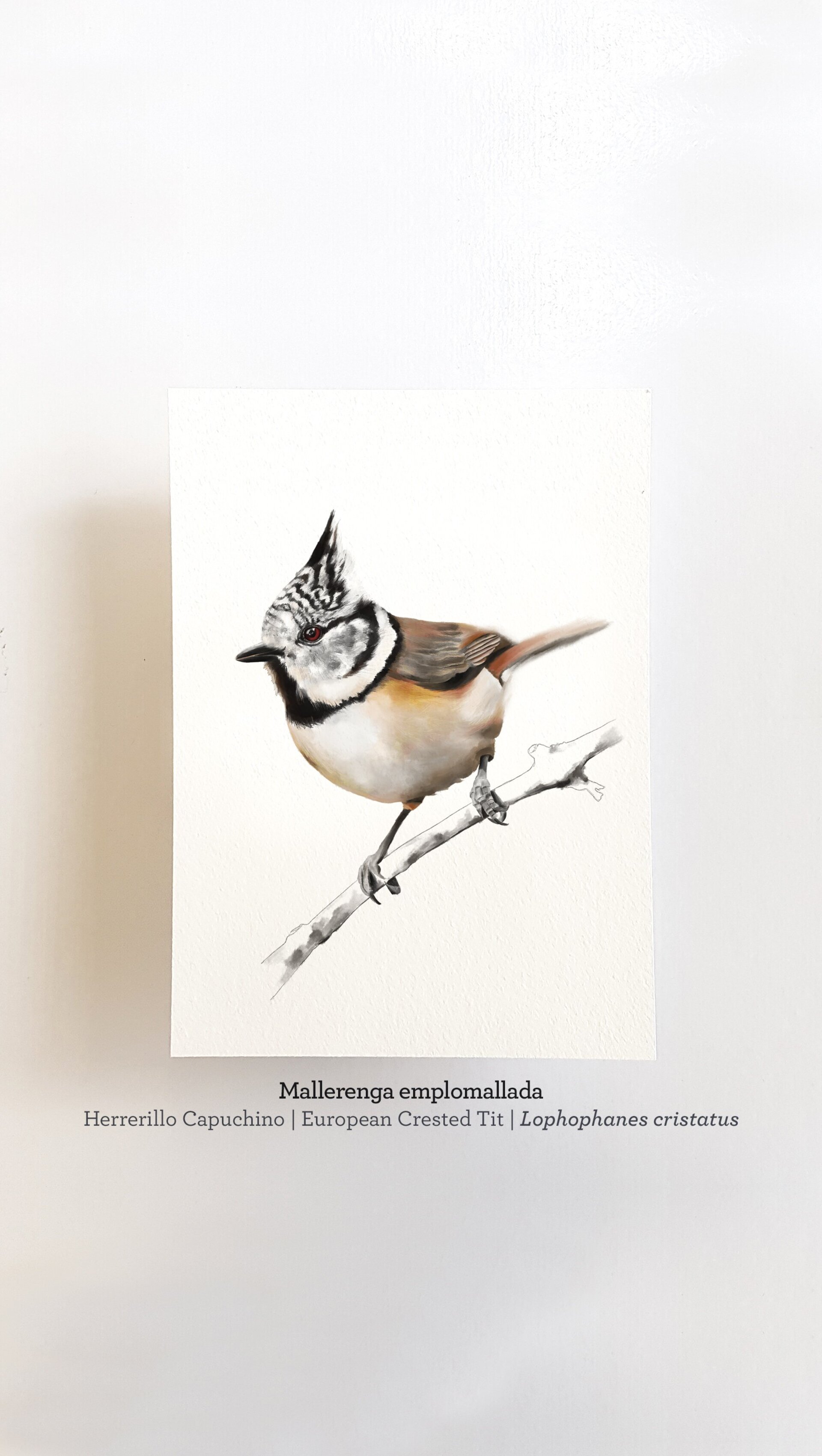 Print MALLERENGA EMPLOMALLADA - 1