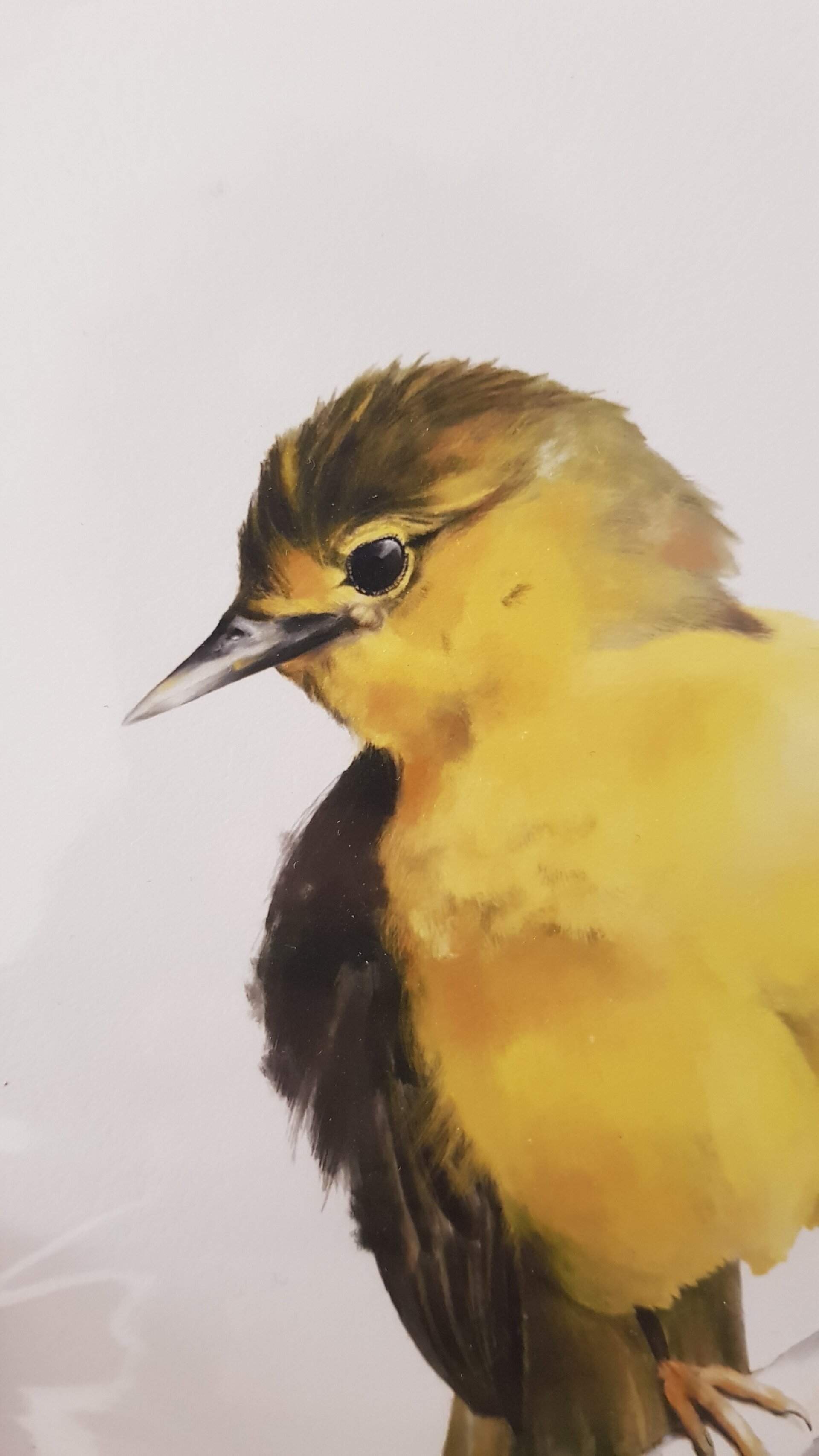 Print CANARI - 3