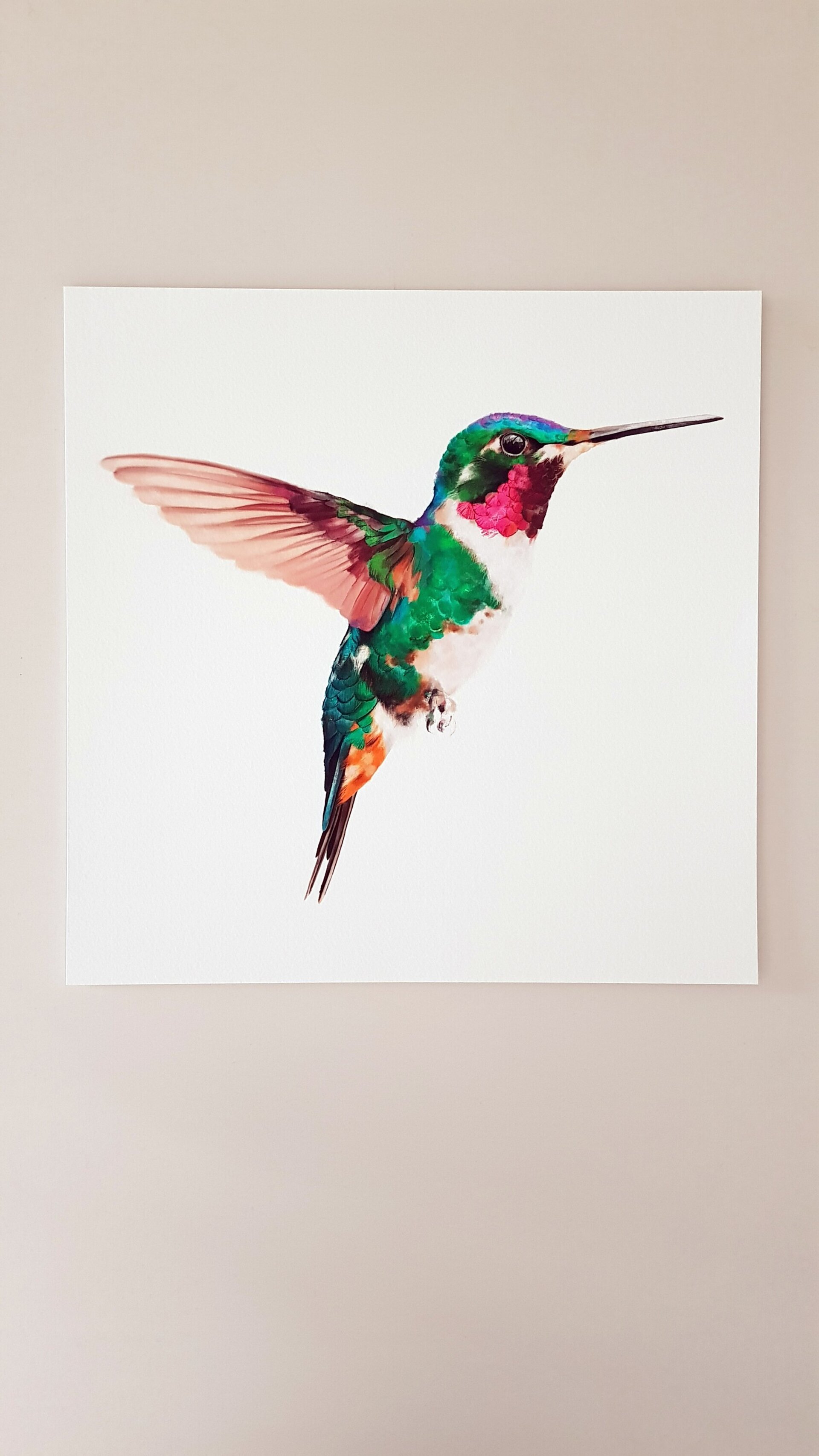 Print COLIBRÍ (Edició limitada) - 6