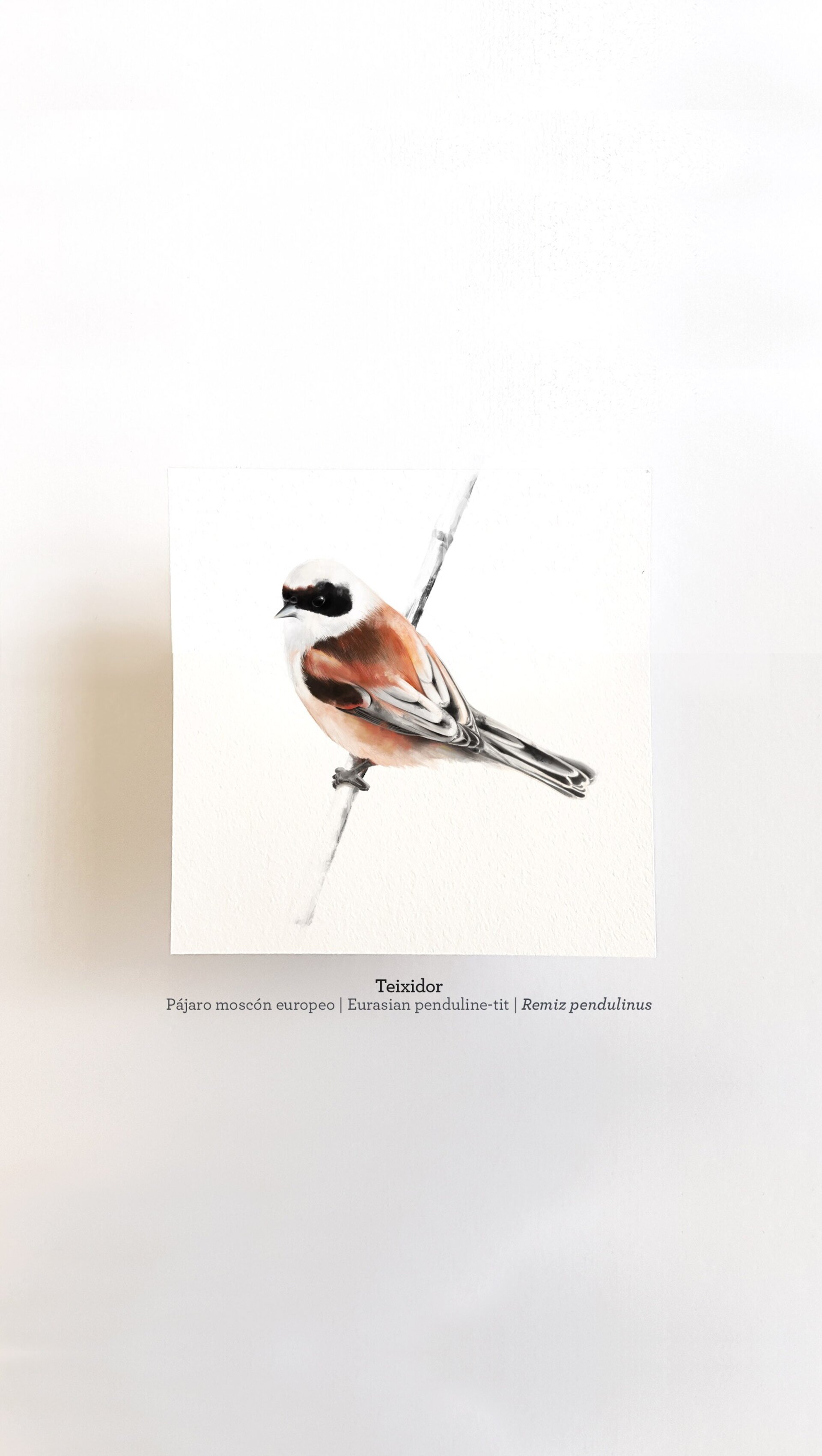 Print TEIXIDOR - 4