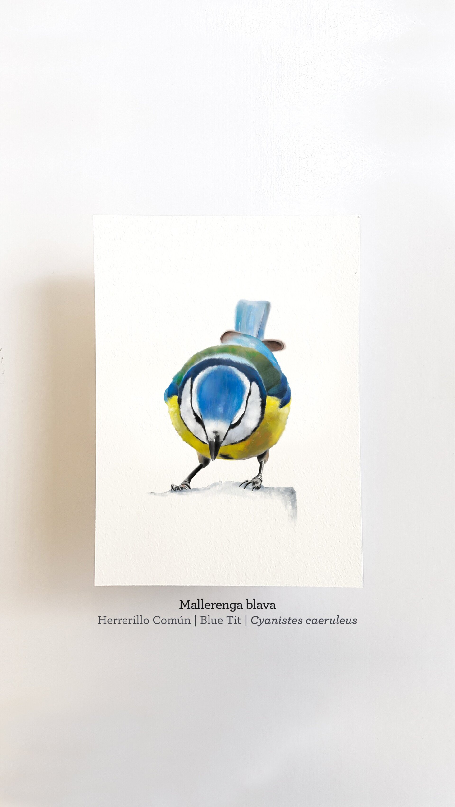 Print MALLERENGA BLAVA - 1
